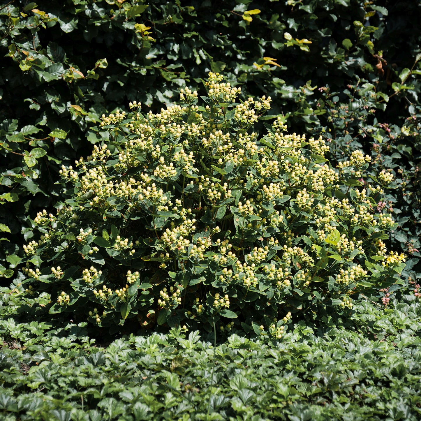 Hypericum inodorum 'Magical Sunshine'