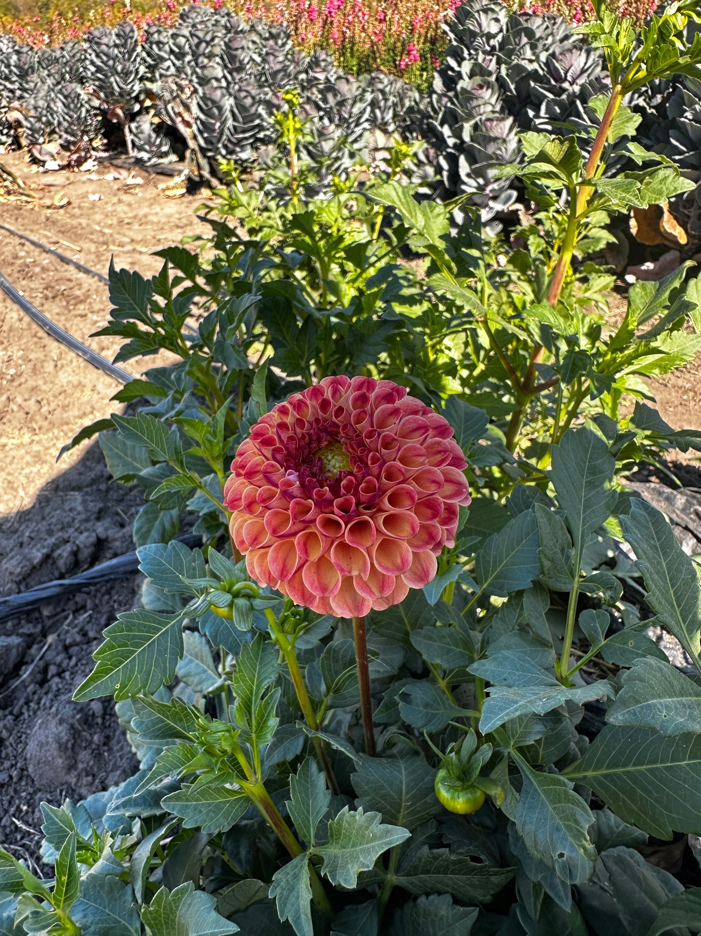 RC- Dahlia 'Rosemary Dawn' (1 plant)