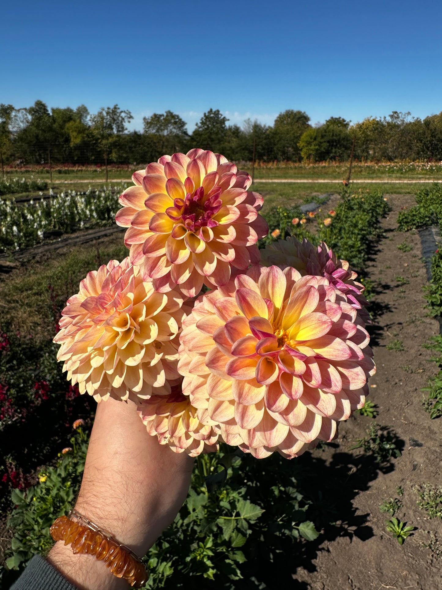 RC- Dahlia 'CJF September Harvest™'  (4 pack)