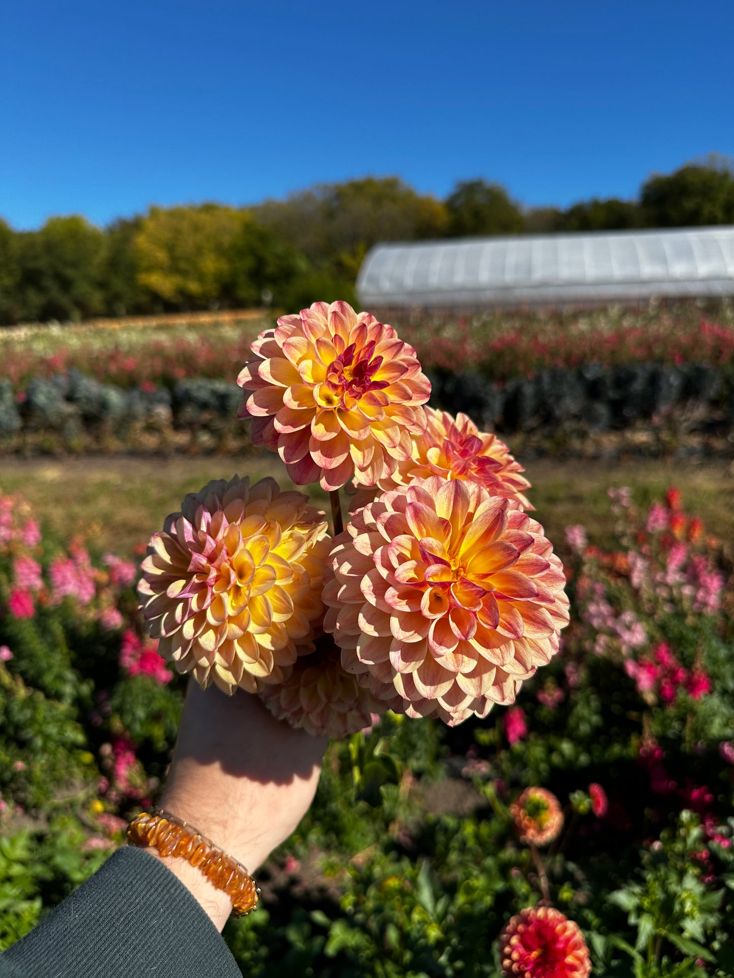 RC- Dahlia 'CJF September Harvest™'  (4 pack)