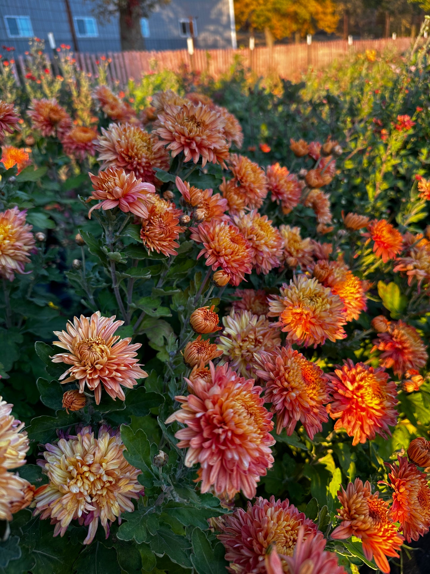 RC- Chrysanthemum 'Coral Cavalier' (4 pack)