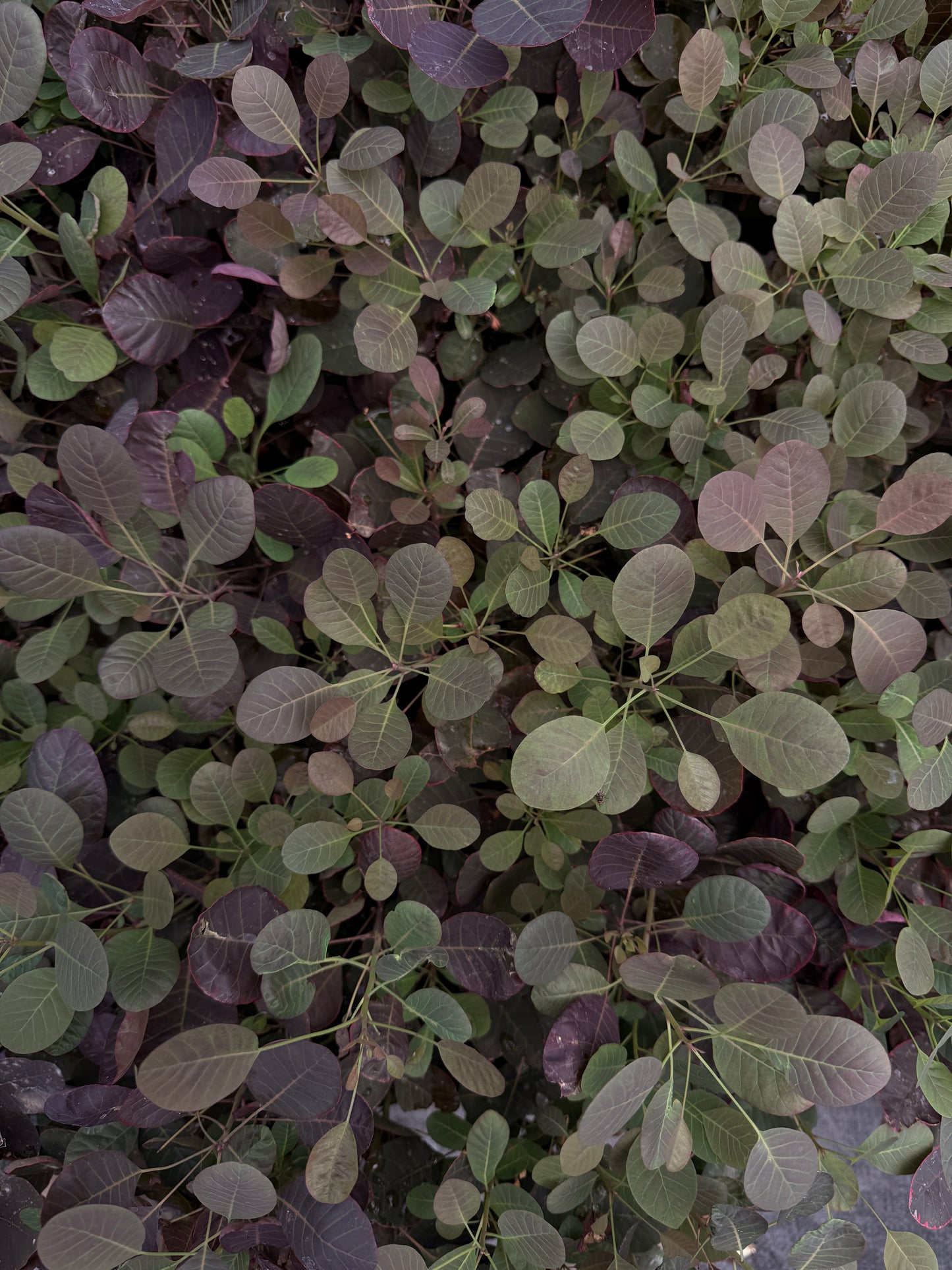 Quart Shrub - Cotinus coggyria 'Lilla'