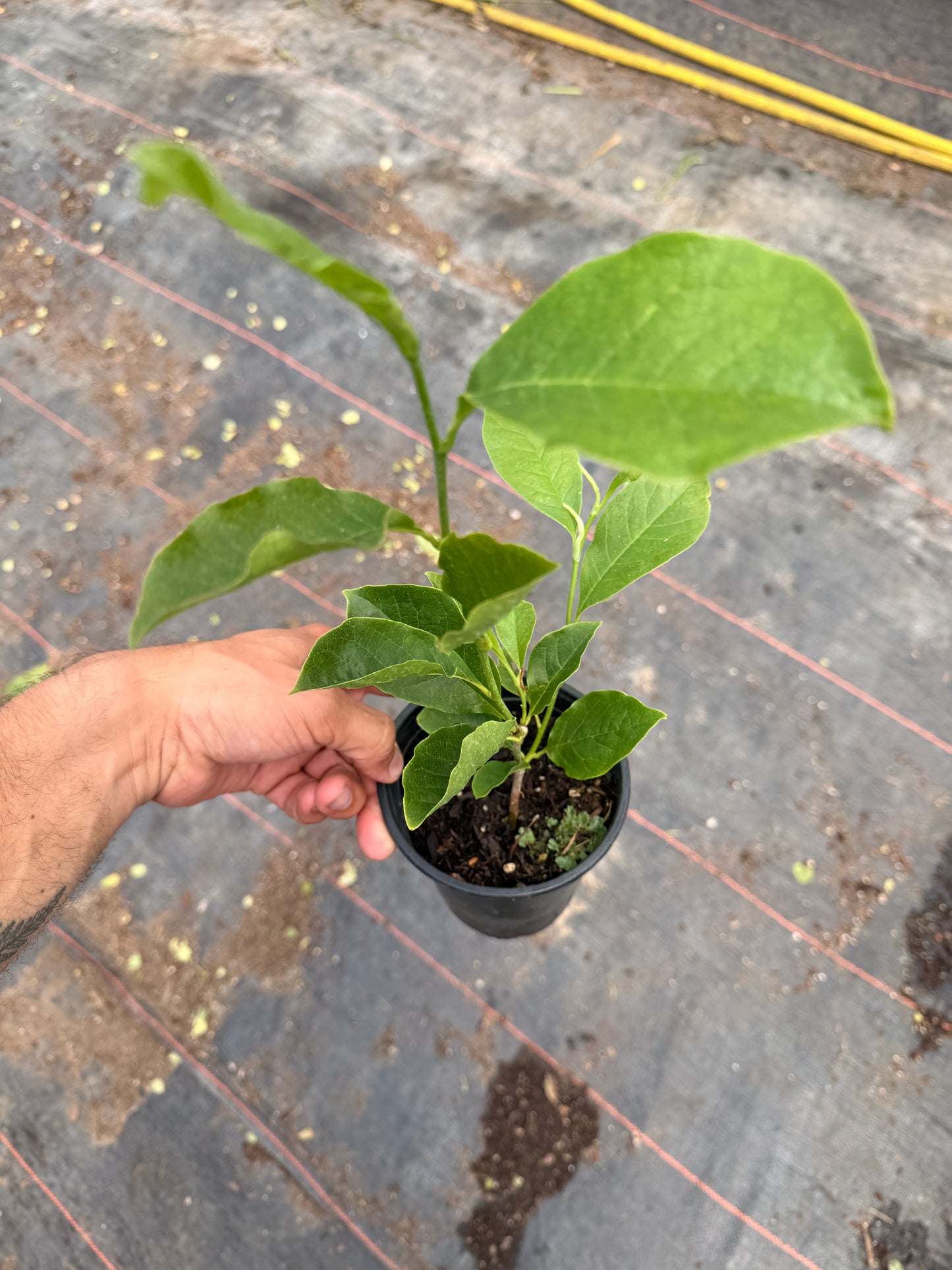 Quart Shrub - Magnolia hybrid 'George Henry Kern'