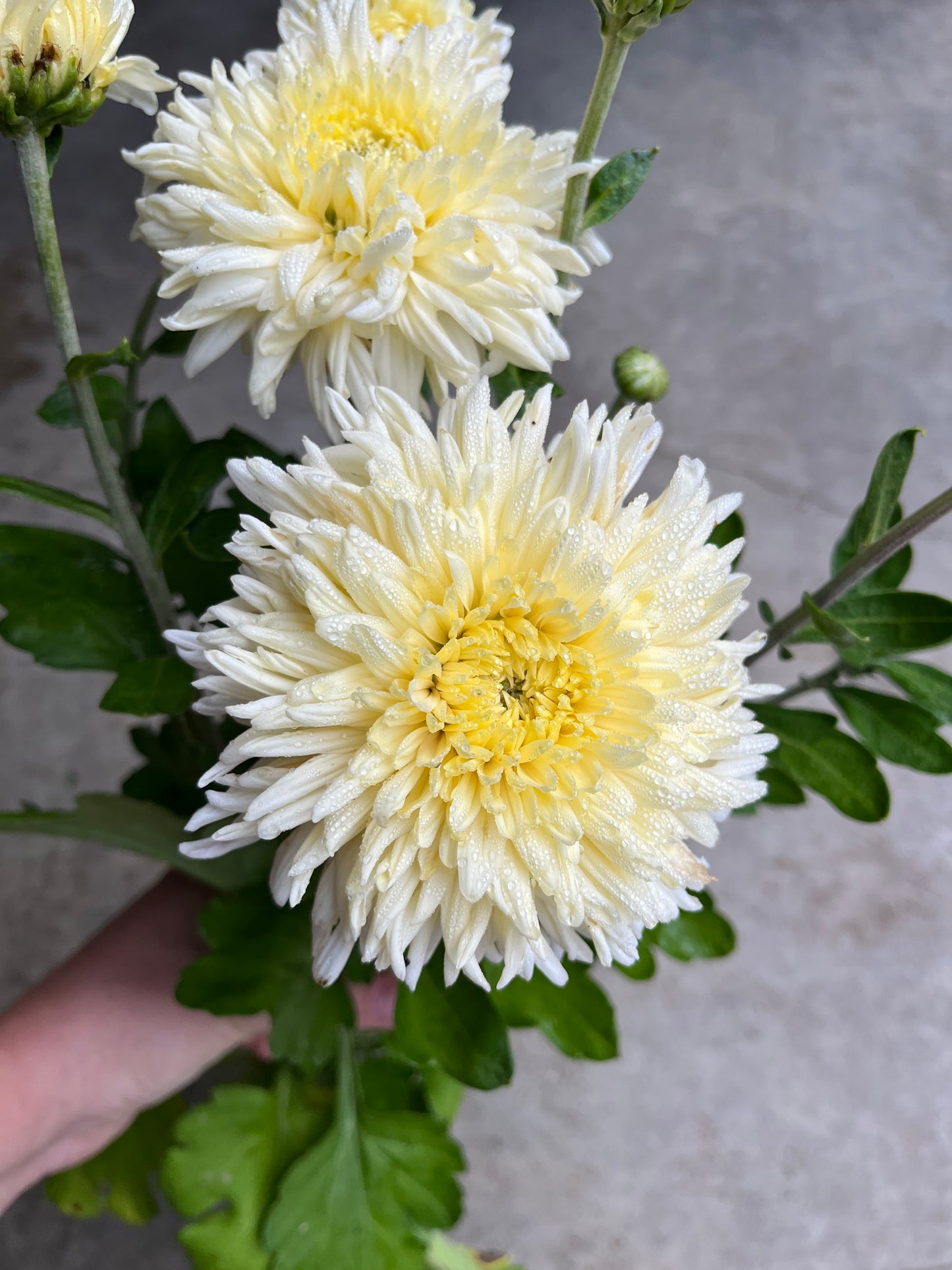 RC- Chrysanthemum 'French Vanilla' (4 pack)