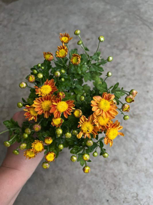 RC- Chrysanthemum 'Pumpkin' (4 pack)