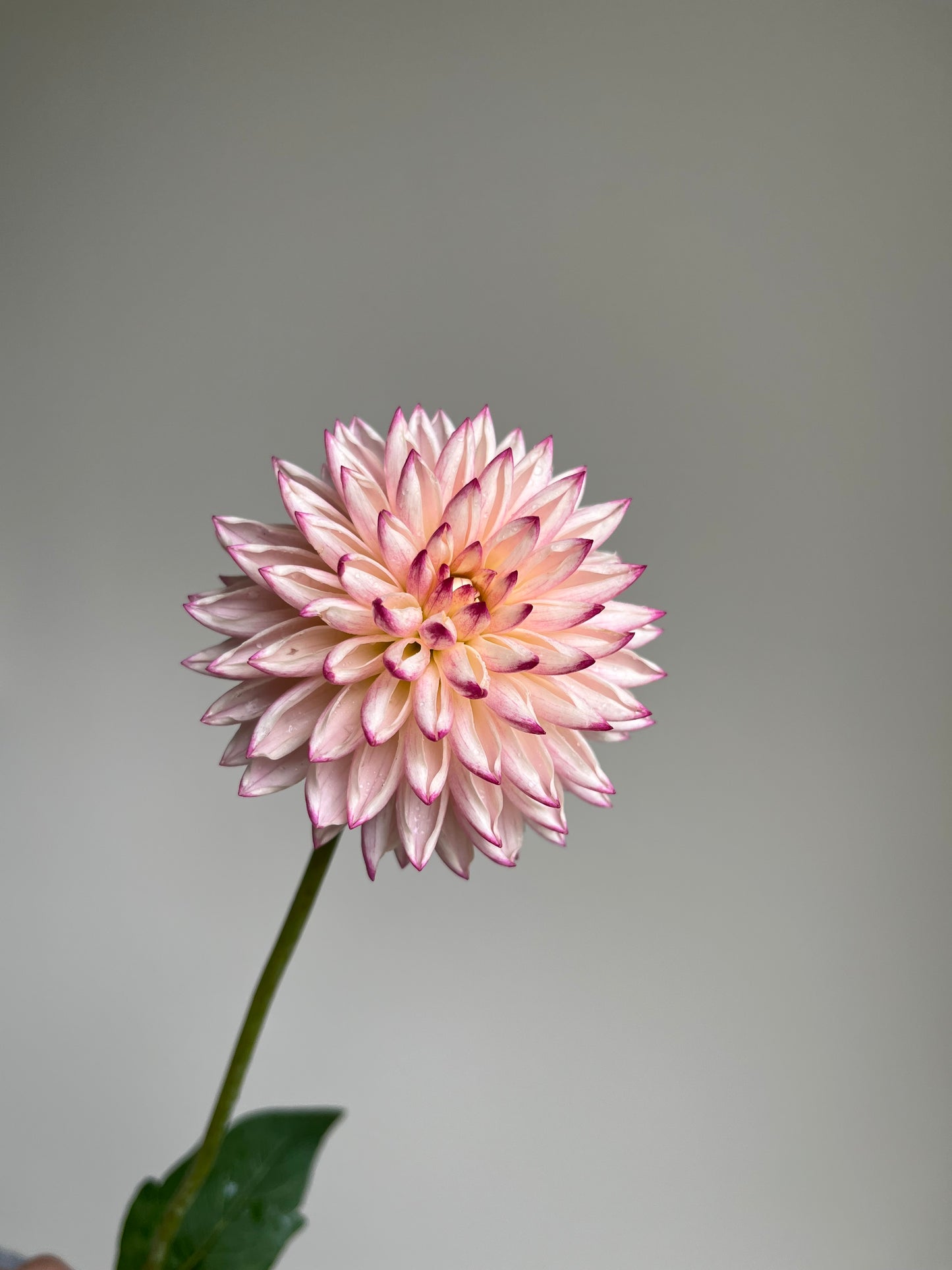RC- Dahlia 'Valley Porcupine' (1 plant)
