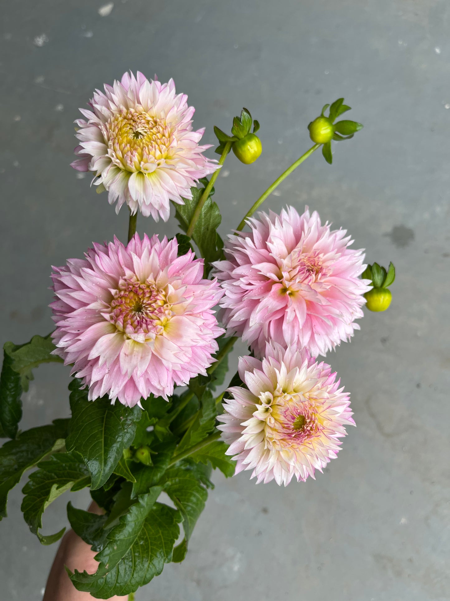 RC- Dahlia 'Hollyhill Pinkie' (1 plant)
