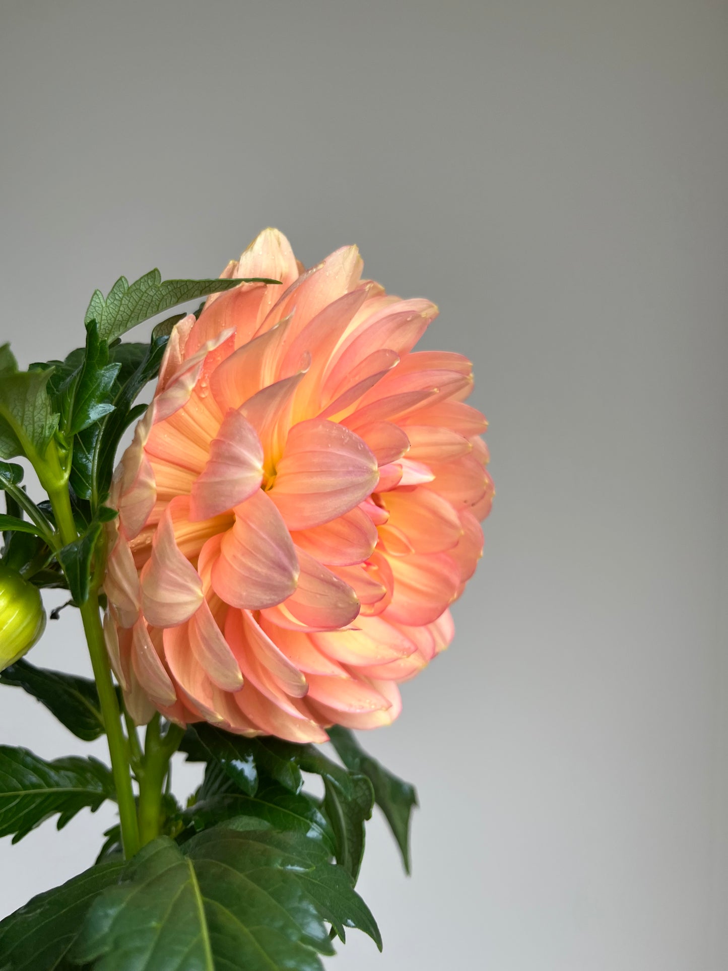 RC- Dahlia 'Hollyhill Serenity' (1 plant)