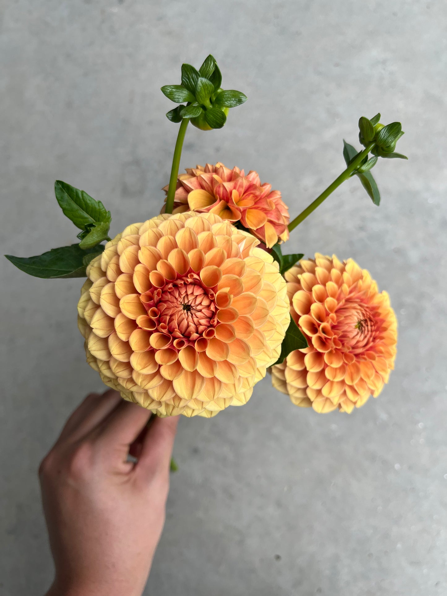 RC- Dahlia 'Hy Suntan' (4 pack)