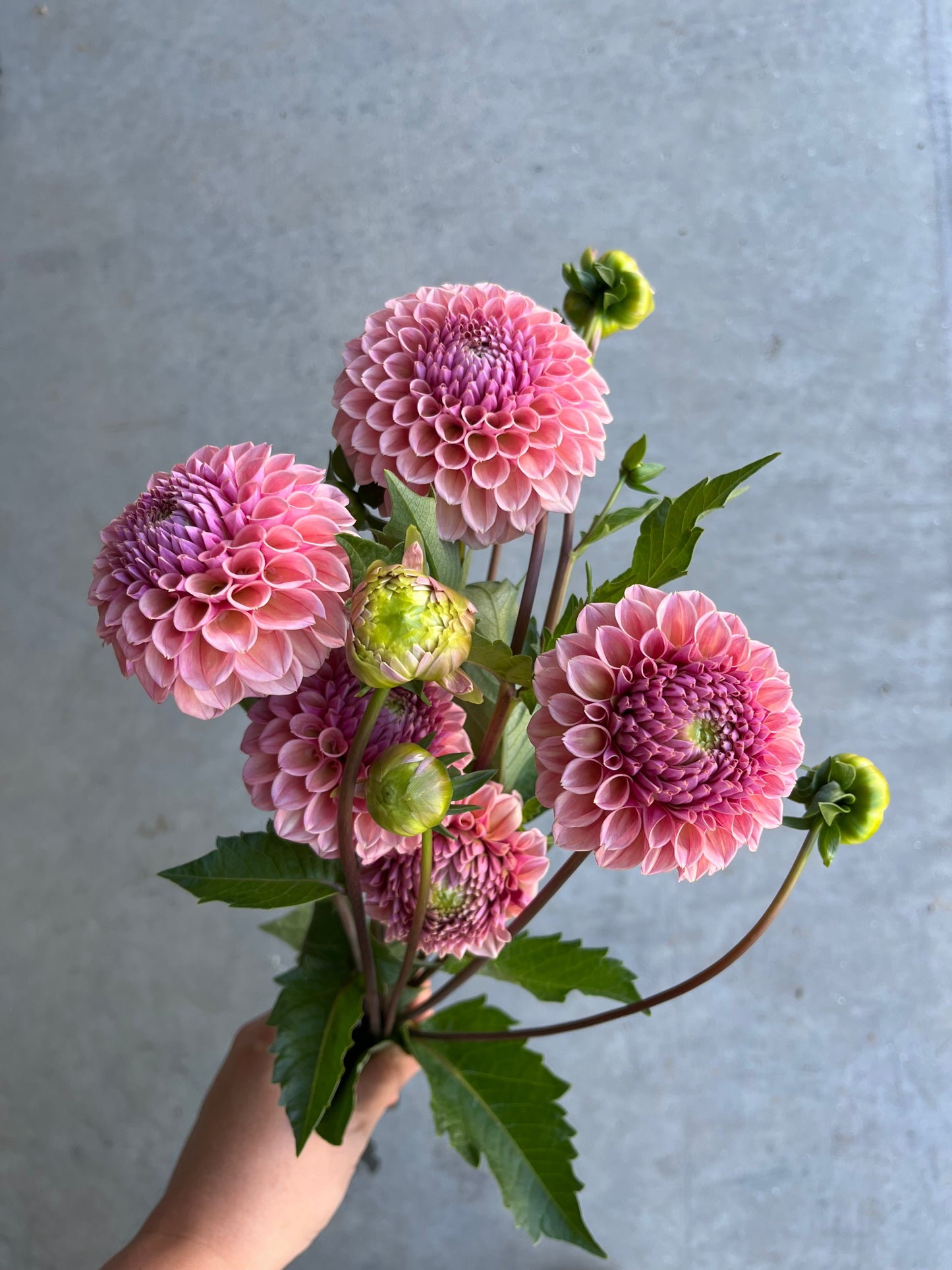 RC- Dahlia 'Bracken Rose'  (1 plant)