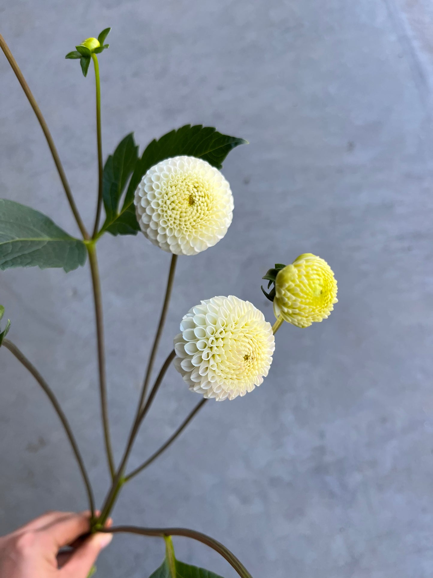 RC- Dahlia 'Small World' (1 plant)