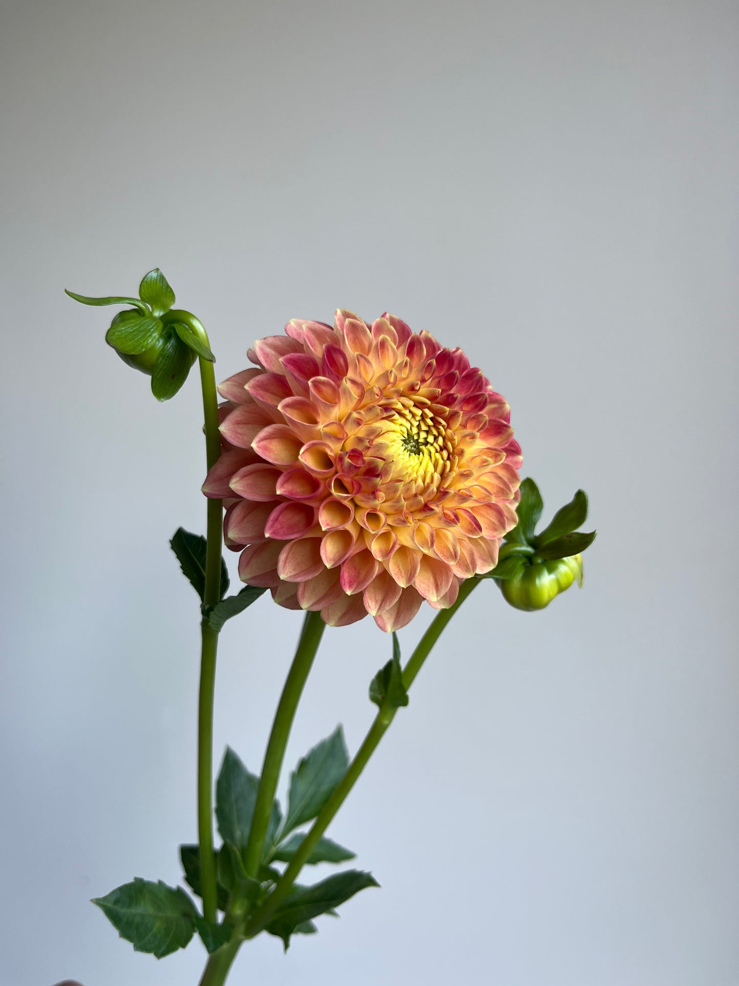 RC- Dahlia 'L.A.T.E' (1 plant)