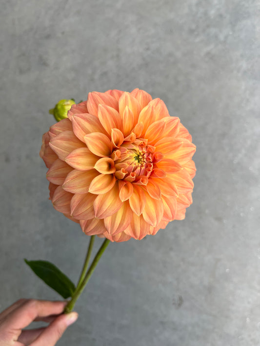 RC- Dahlia 'Bracken Palomino'  (1 plant)