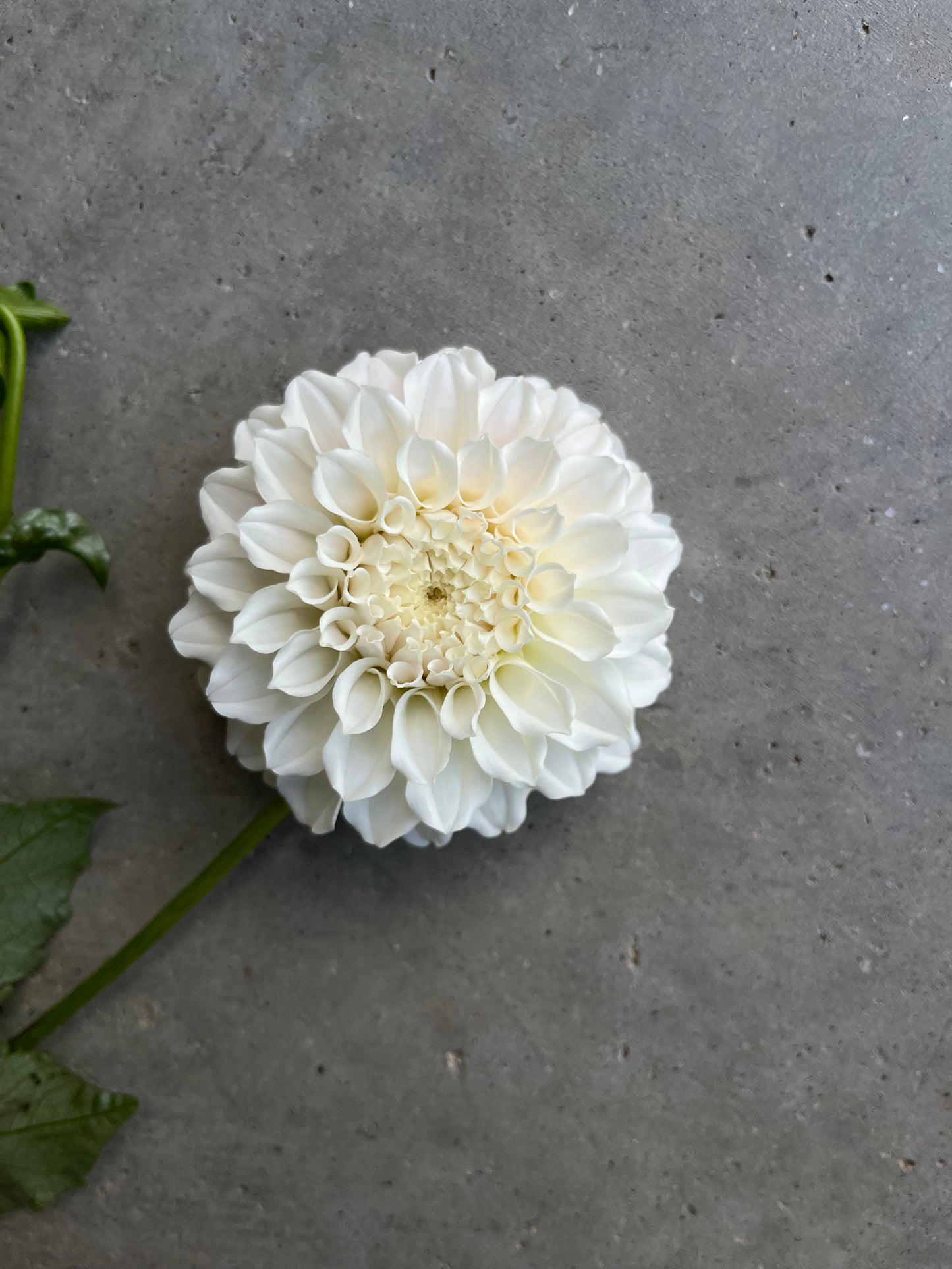 RC- Dahlia 'Irish Ruffles' (4 pack)