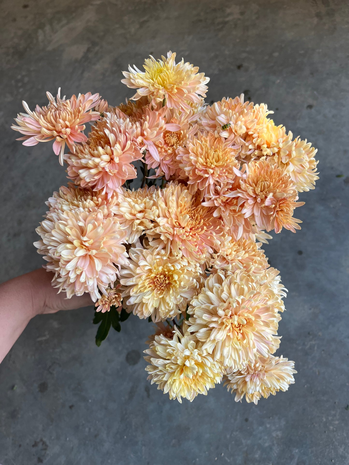 URC 'Blush Strokes' Chrysanthemum 10 Cuttings