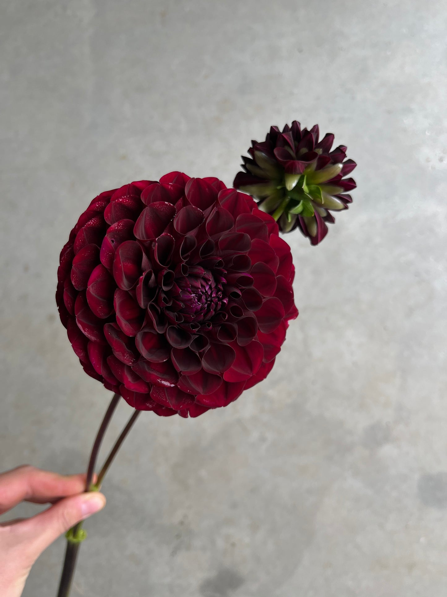 RC- Dahlia 'WB’s MC' (1 plant)
