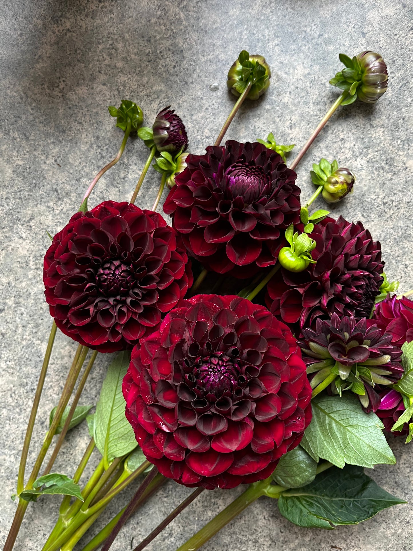 RC- Dahlia 'WB’s MC' (1 plant)