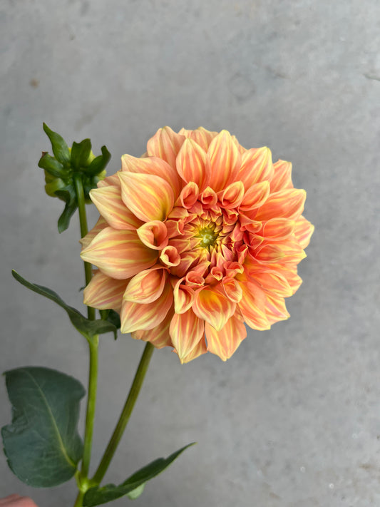RC- Dahlia 'Bracken Sarah'  (1 plant)