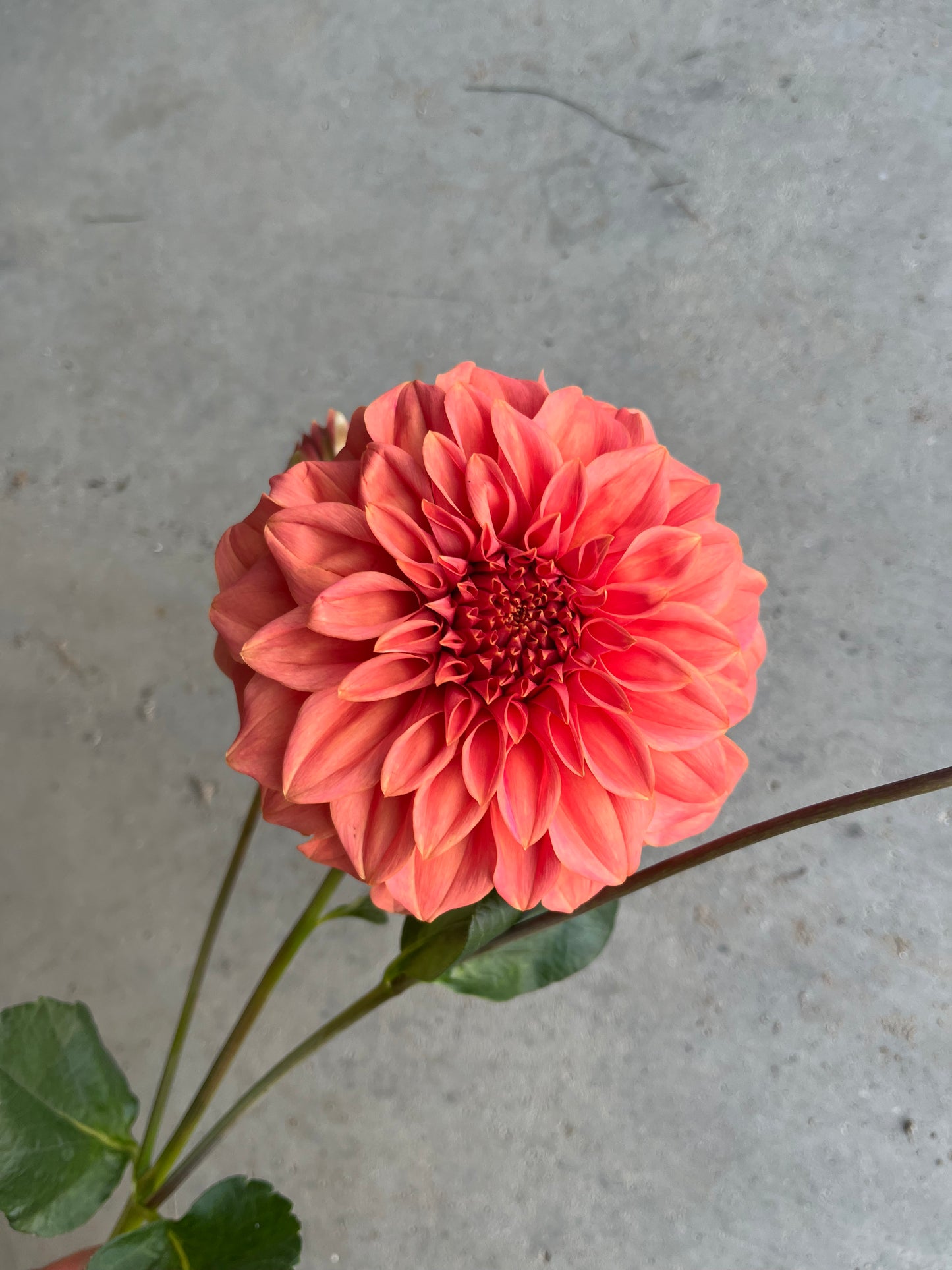 RC- Dahlia 'Sylvia Craig Hunter' (1 plant)