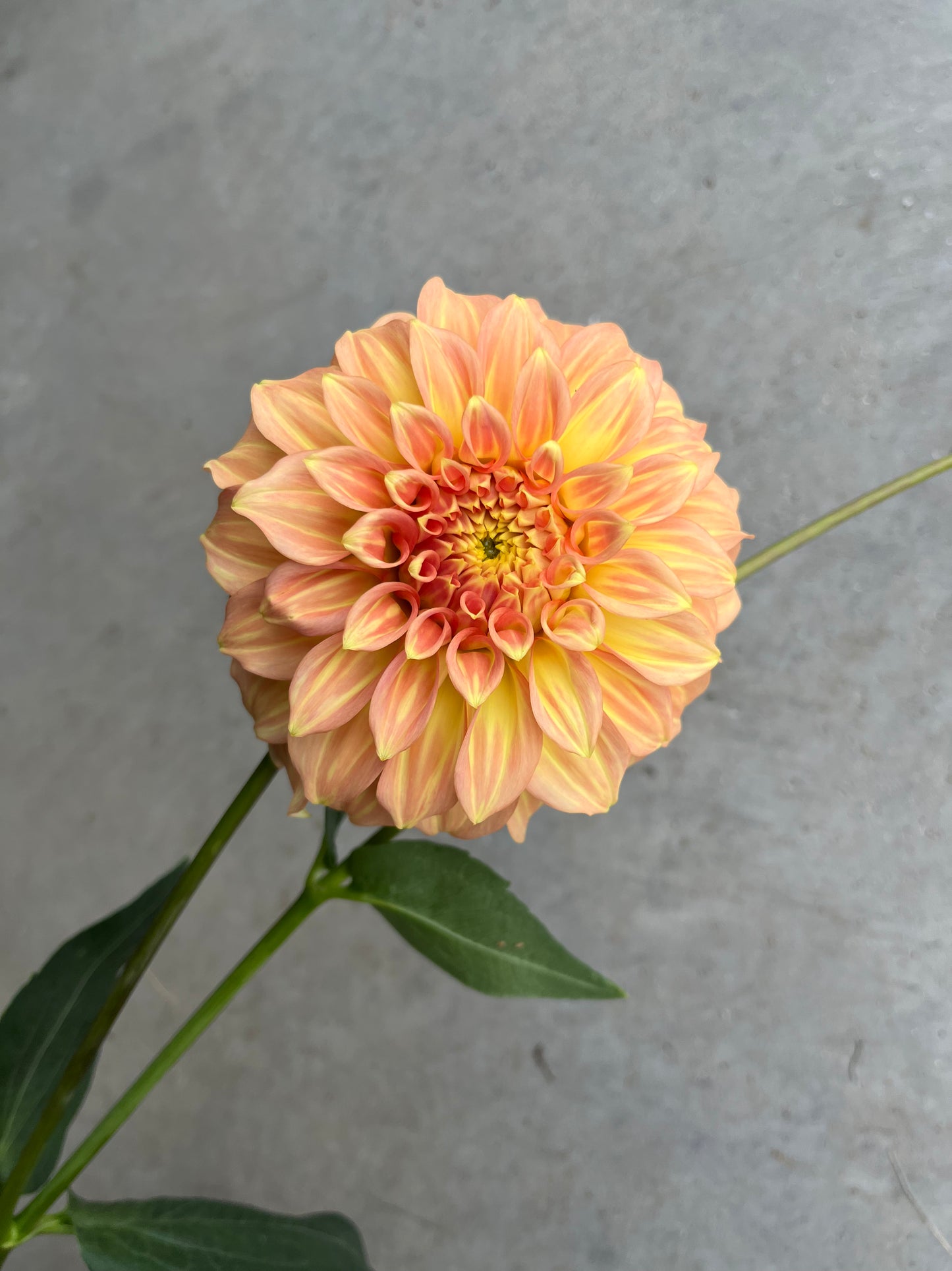 RC- Dahlia 'Bracken Sarah' (4 pack)