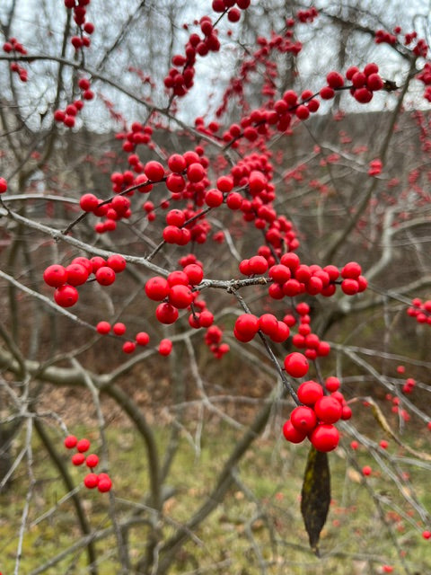 Bare Root - Ilex verticillata 'Winter Red' (10 ct)