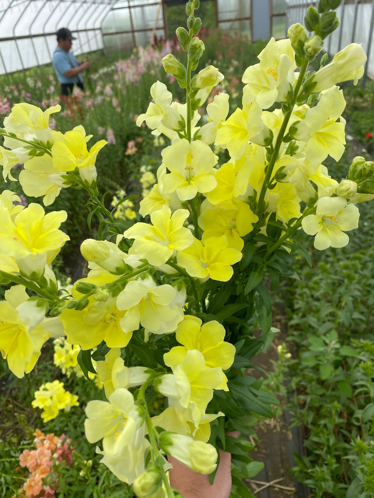 Bulk Flower Bucket - Bright
