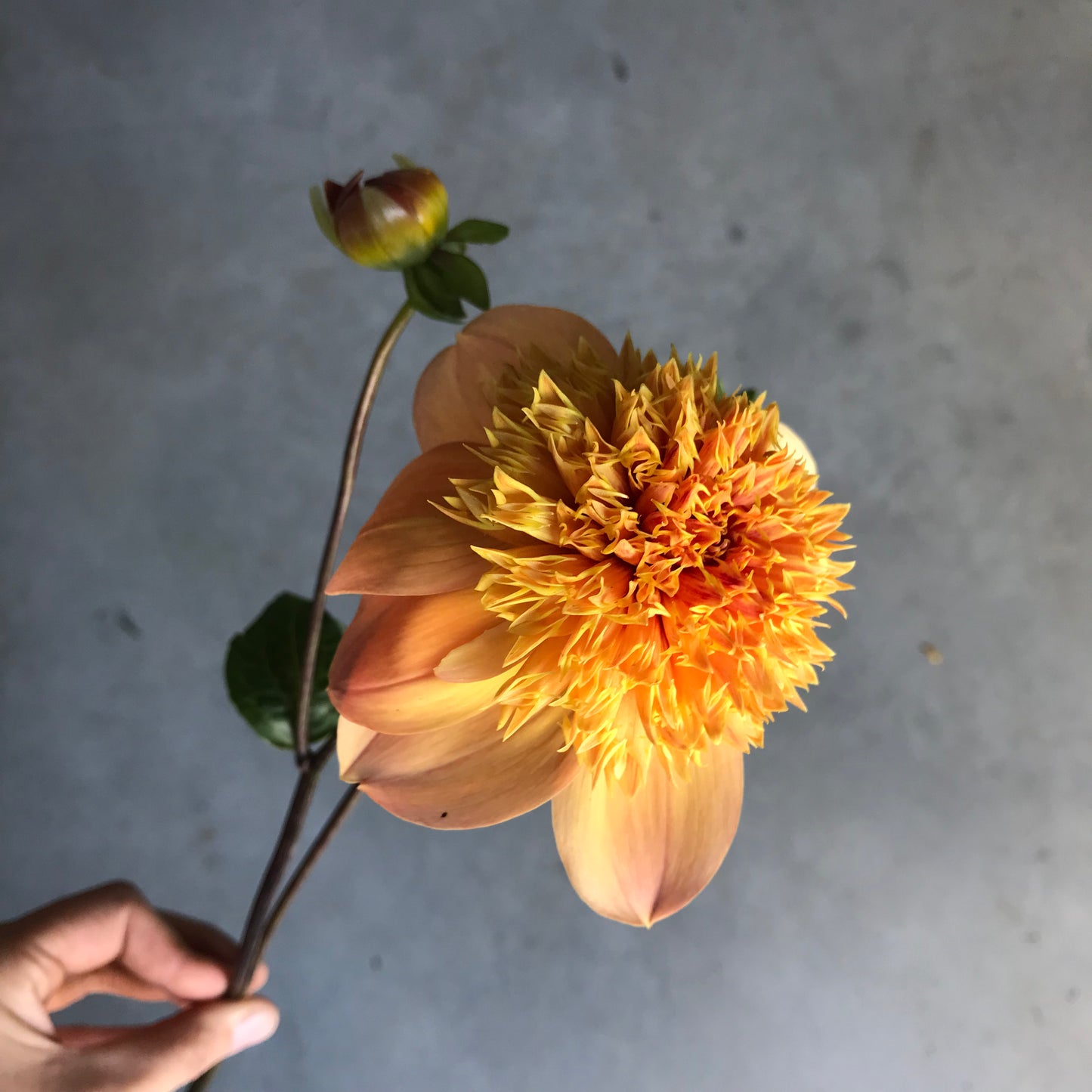 RC- Dahlia 'Sandia Brocade' (1 plant)