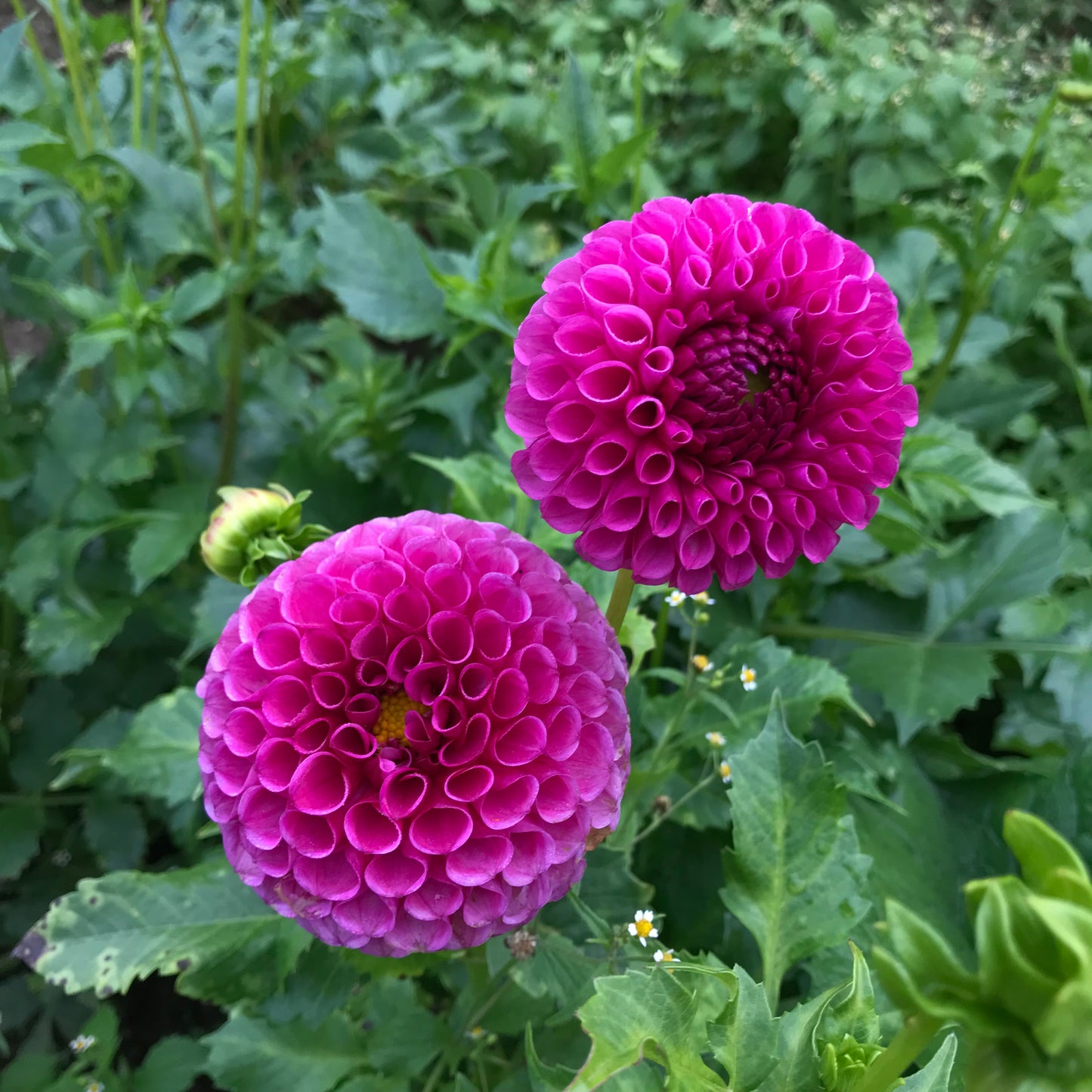 RC- Dahlia 'Tahoma April' (1 plant)
