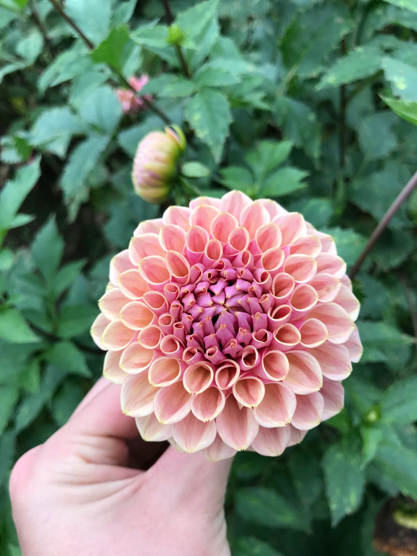 RC- Dahlia 'Bracken Rose'  (1 plant)