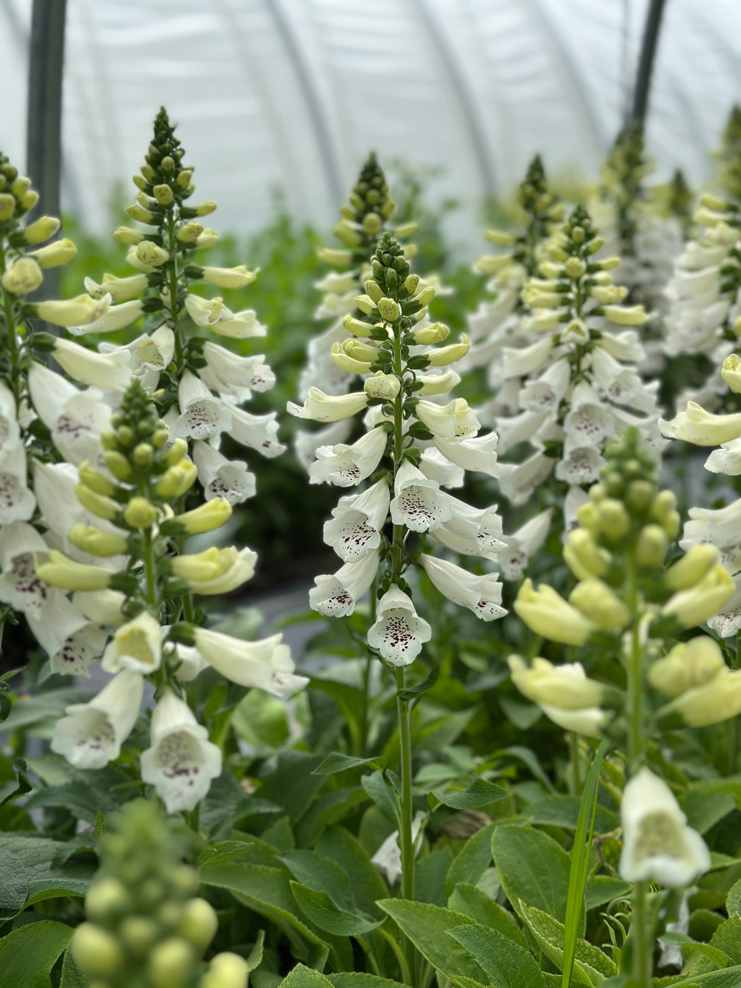 Bulk Flower Bucket - White