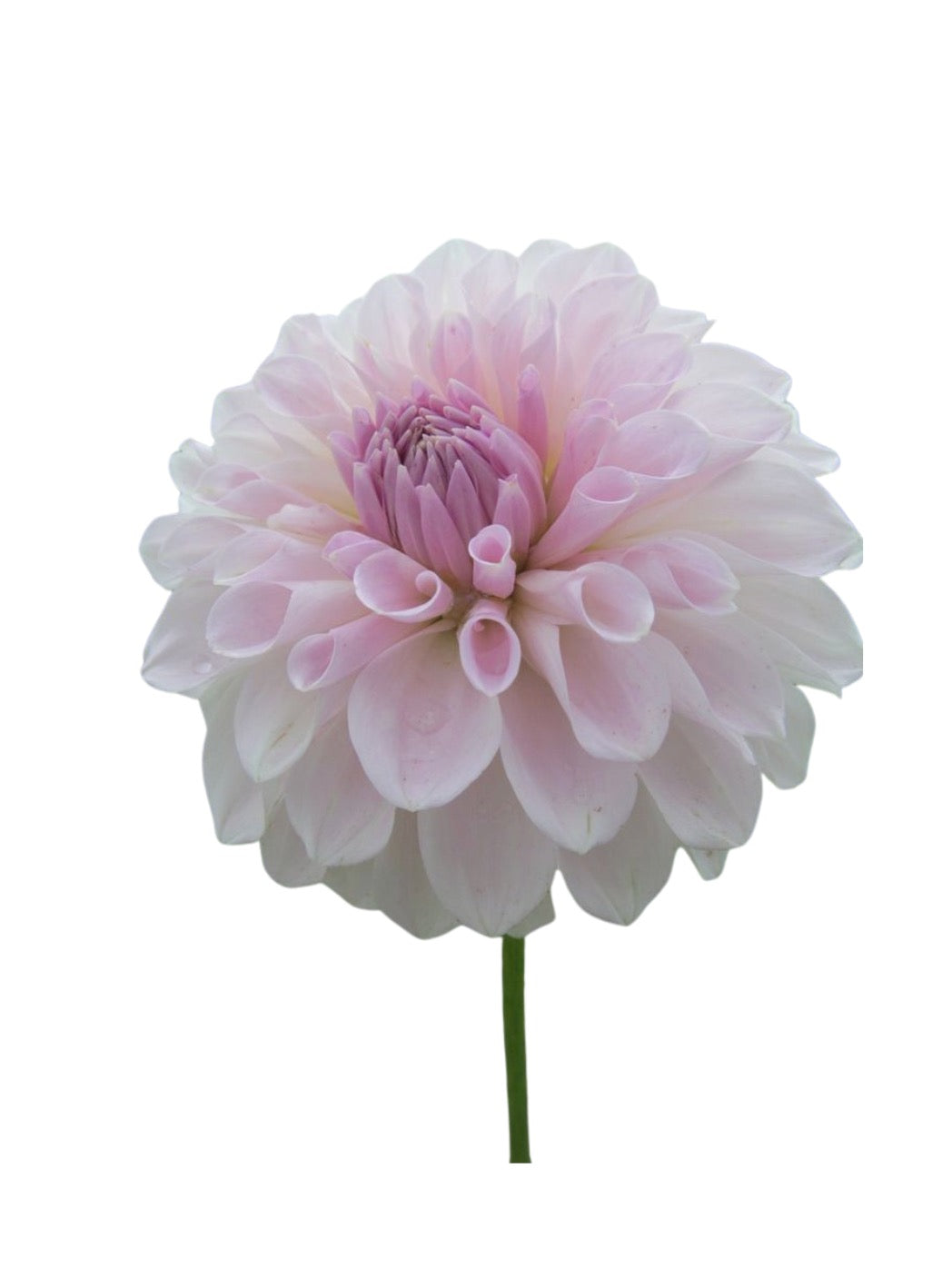RC- Dahlia 'Lakeview Premier' (1 plant)