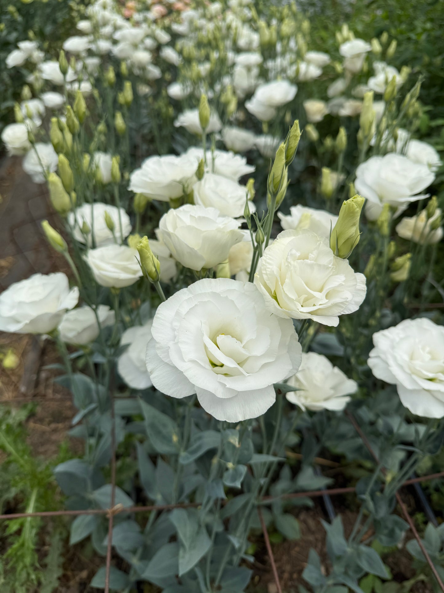 Bulk Flower Bucket - White