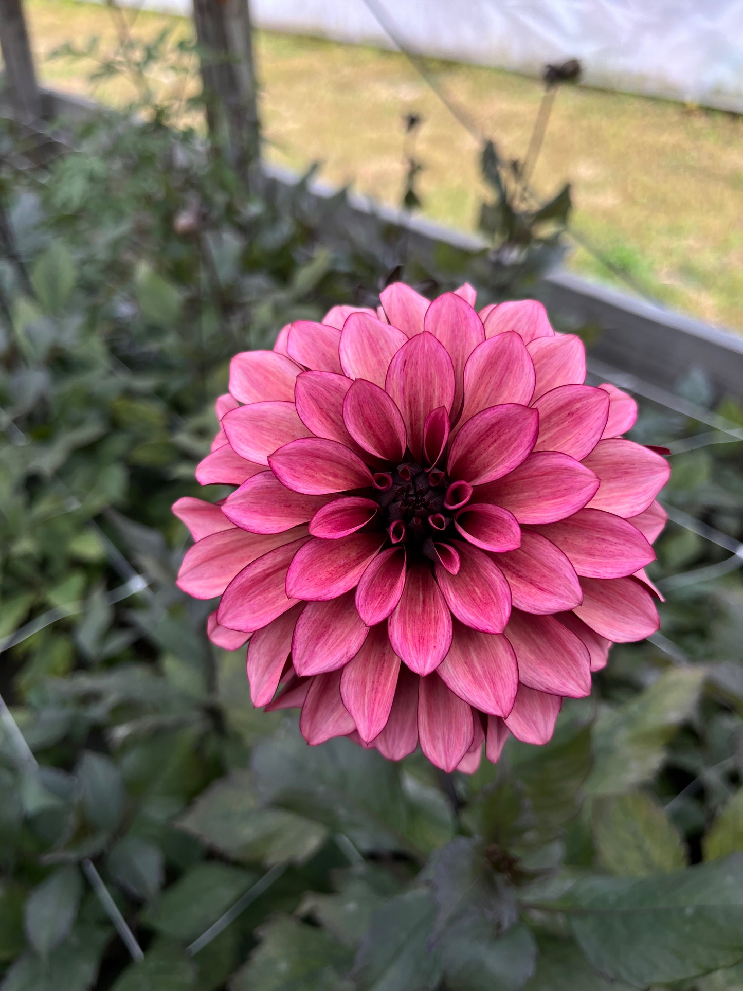 RC- Dahlia 'Night Silence' (1 plant)