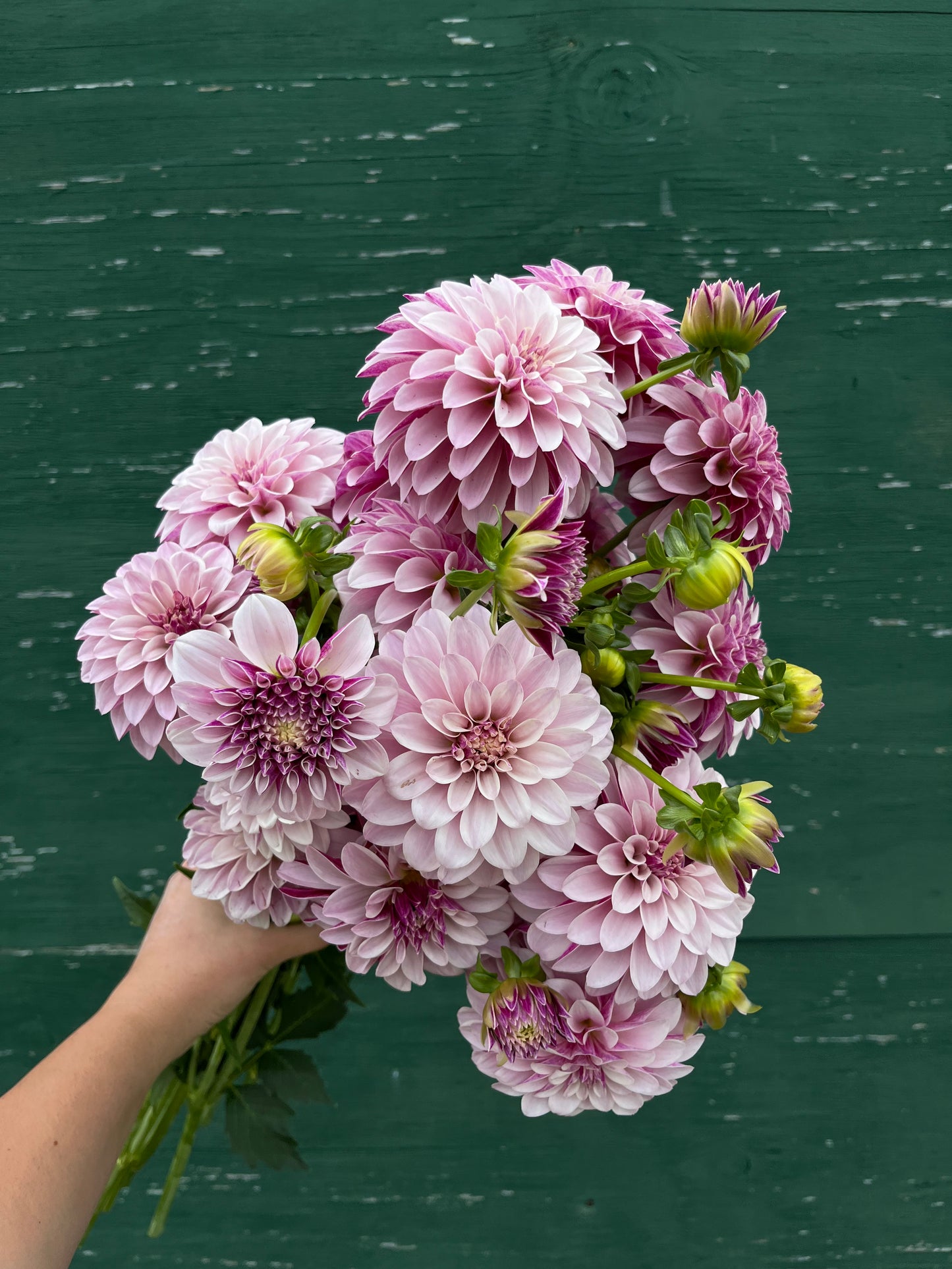 RC- Dahlia 'Salish Twilight Girl' (1 plant)