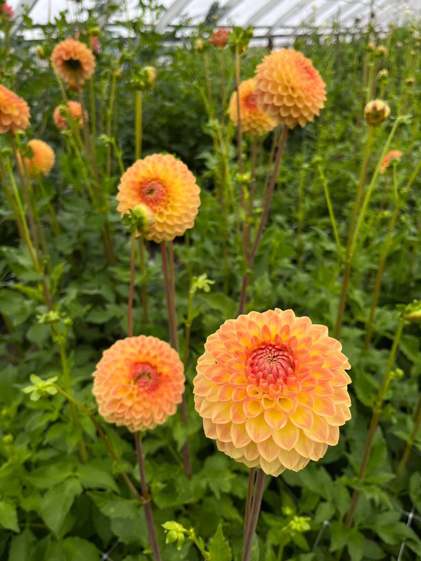 RC- Dahlia 'Blyton Softer Gleam' (4 pack)