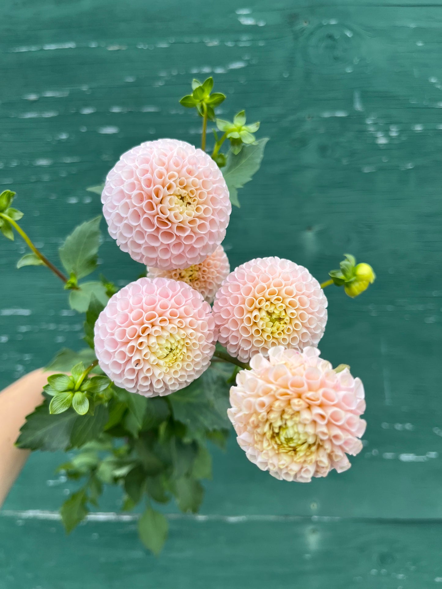 RC- Dahlia 'Irish D. Porter'  (1 plant)