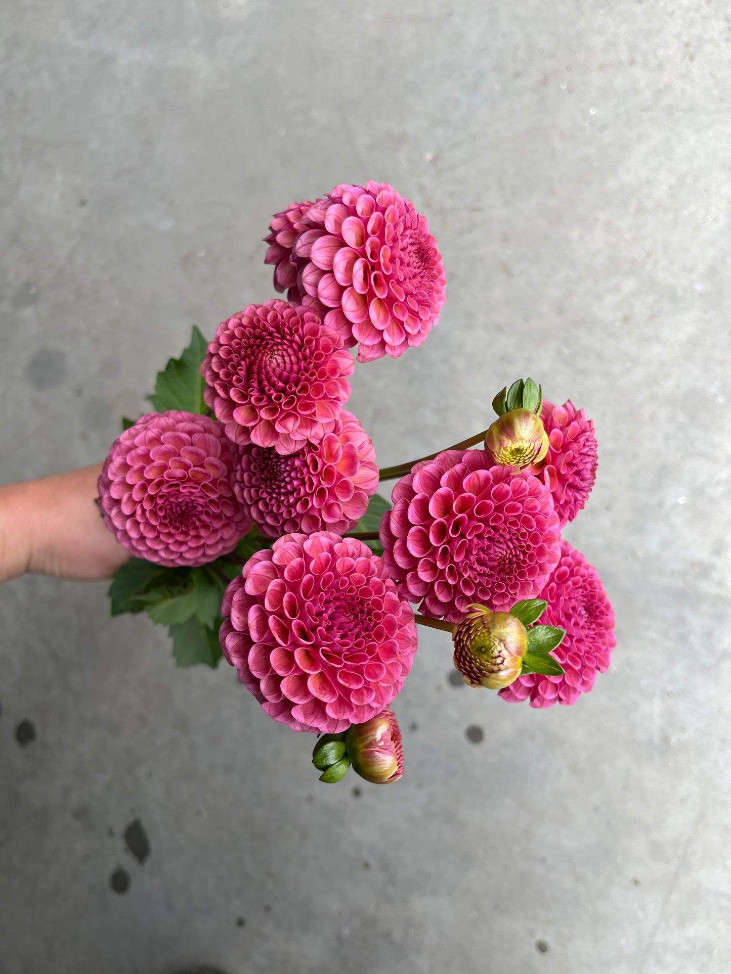 RC- Dahlia 'Koko Puff' (4 pack)