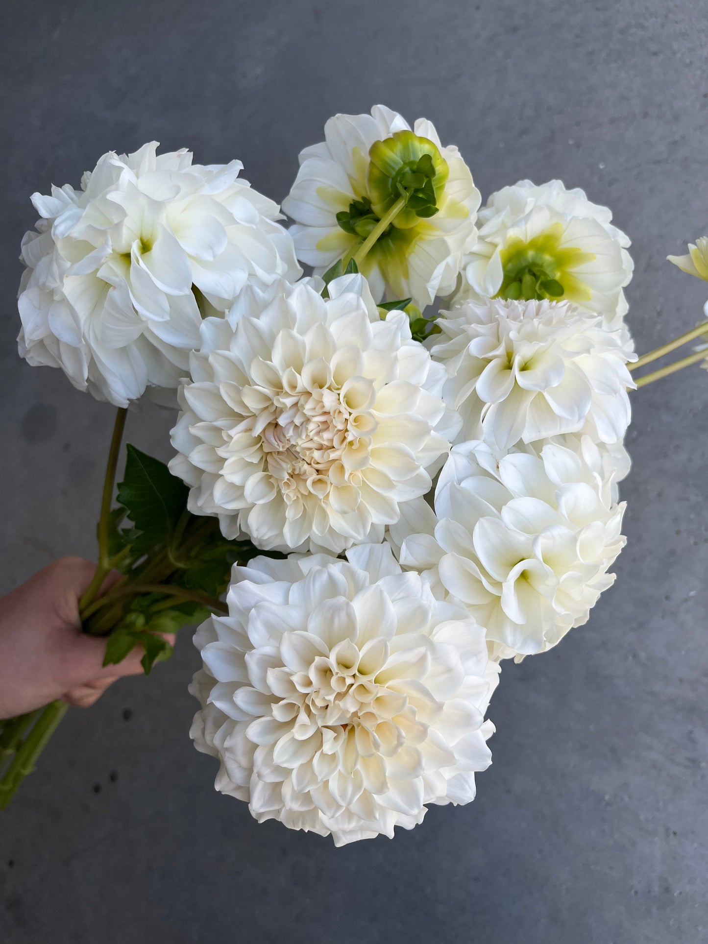 RC- Dahlia 'Irish Ruffles' (4 pack)
