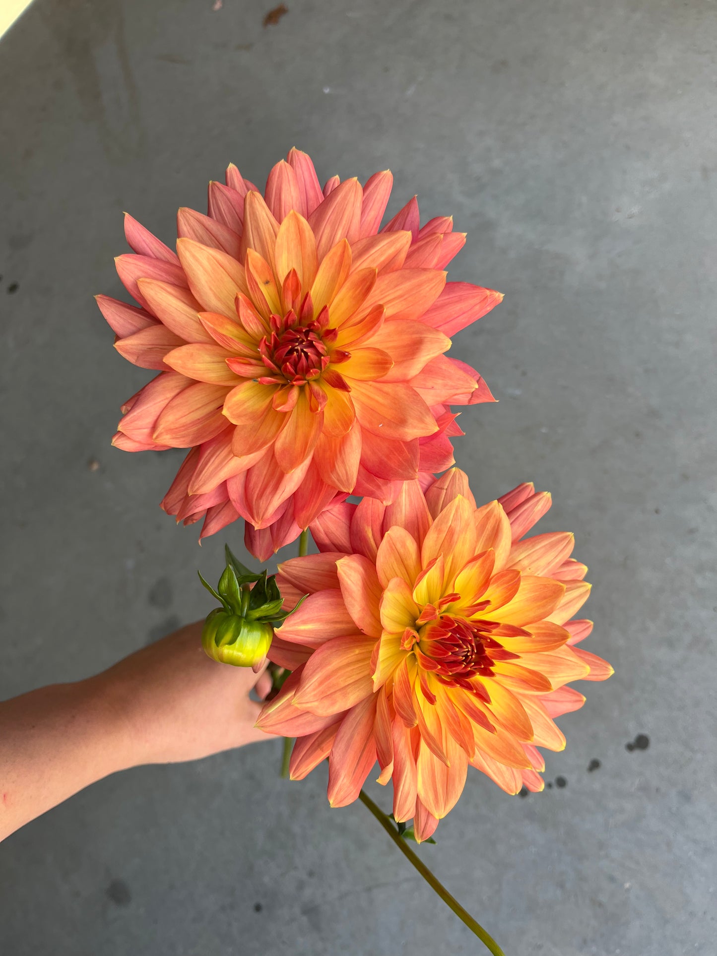 RC- Dahlia 'Sinixt Tiger' (1 plant)