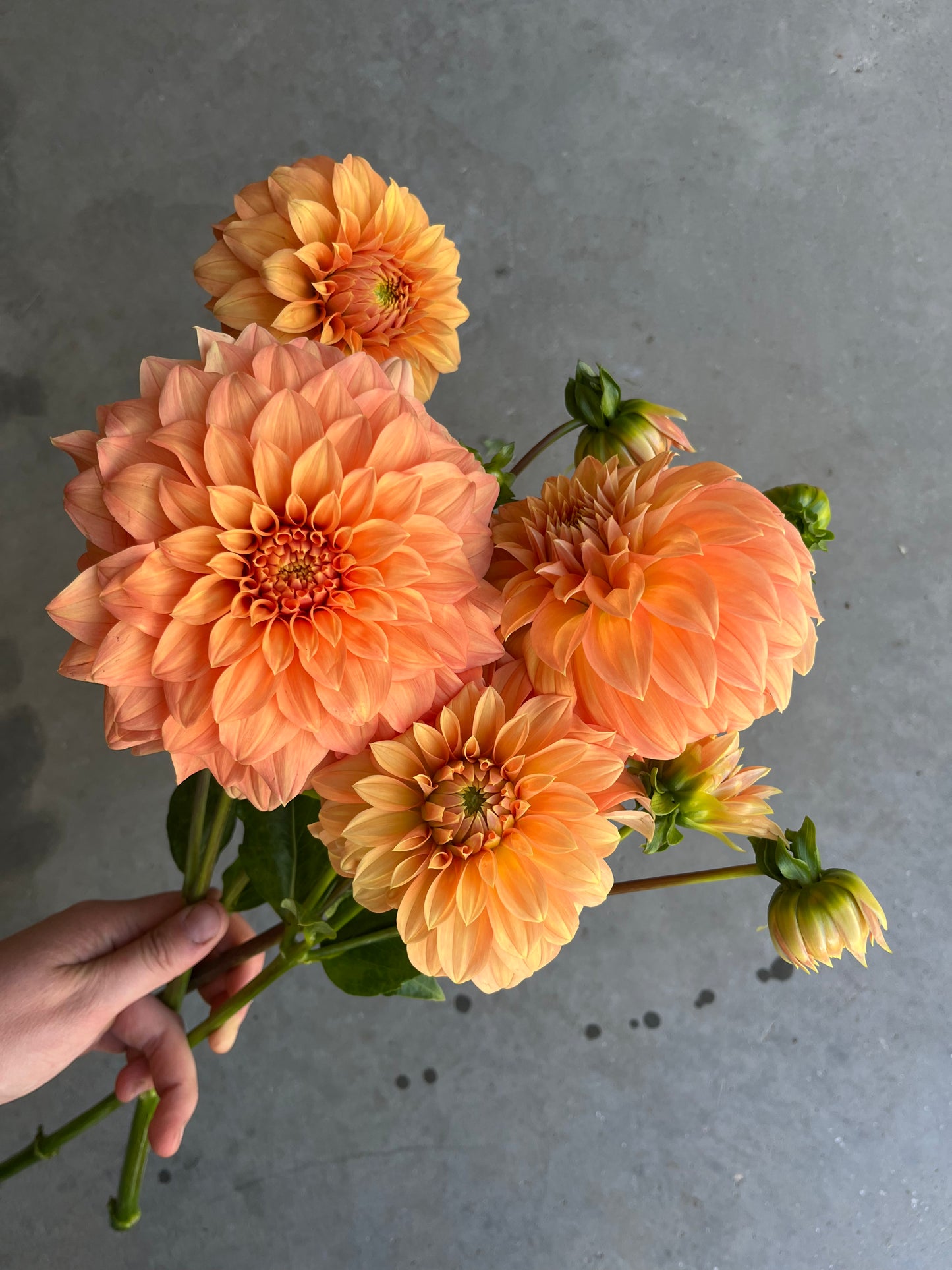 RC- Dahlia 'Bracken Palomino' (4 pack)