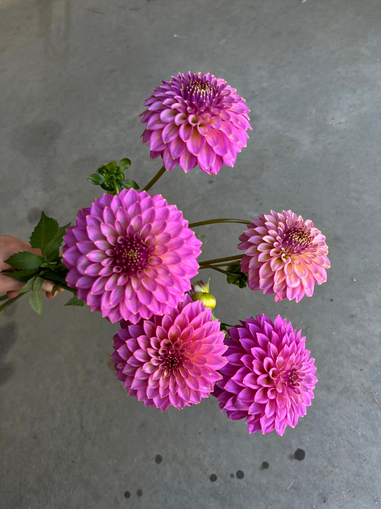 RC- Dahlia 'Skipley Spot of Gold' (1 plant)