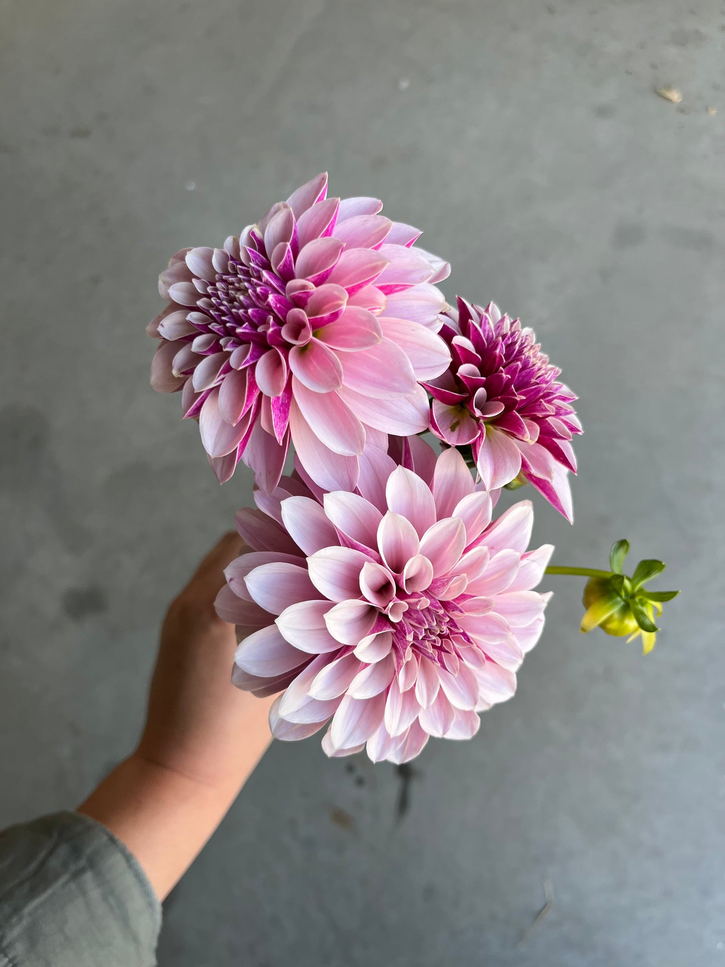 RC- Dahlia 'Salish Twilight Girl' (1 plant)