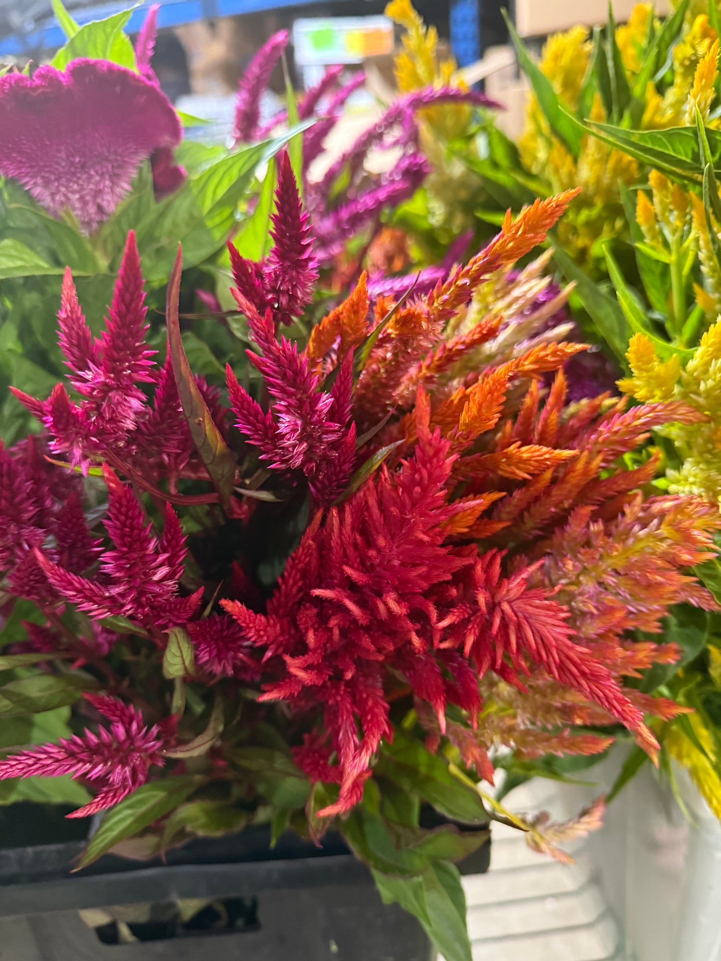Bulk Flower Bucket - Bright