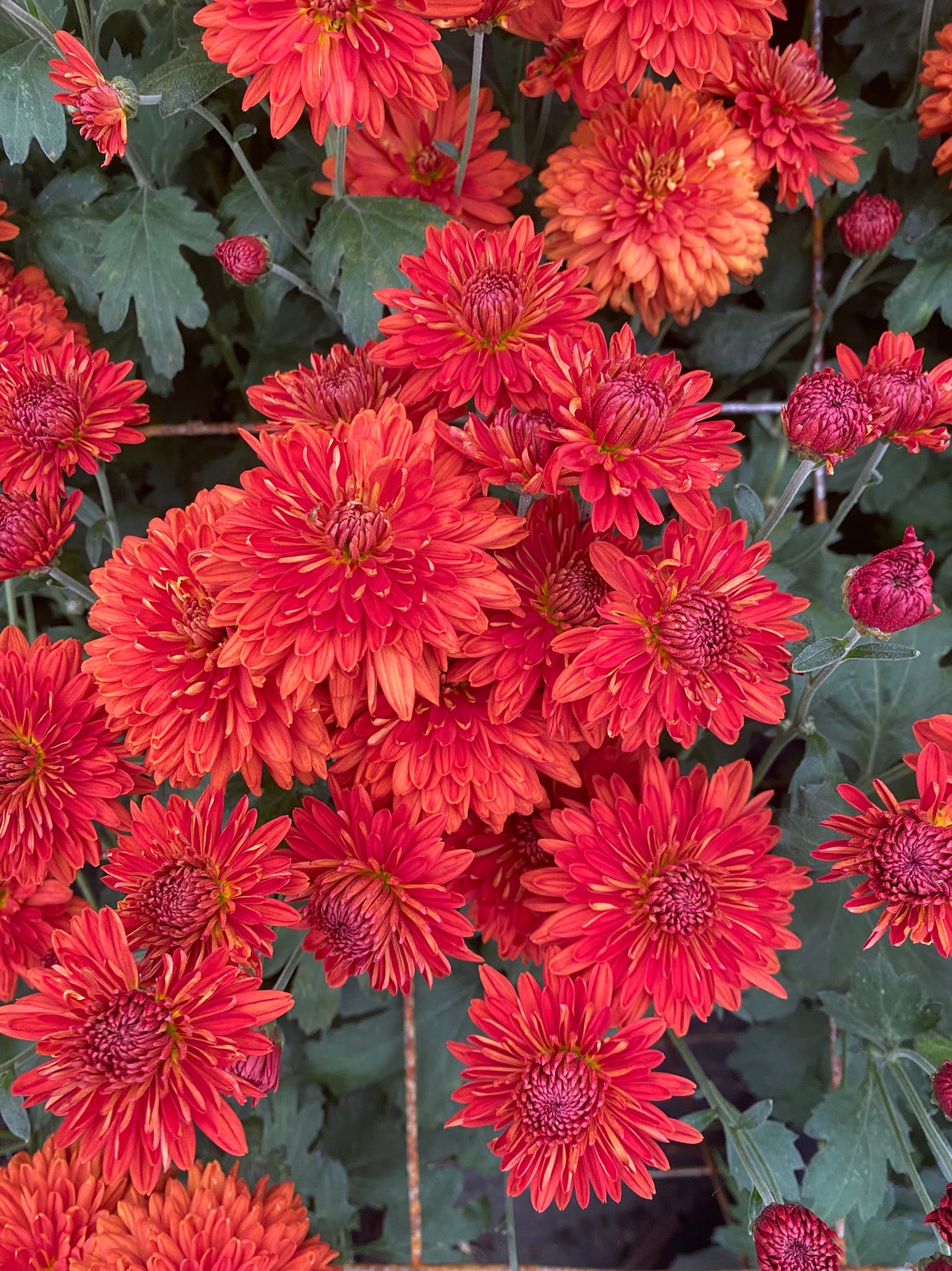 Bulk Flower Bucket - Bright