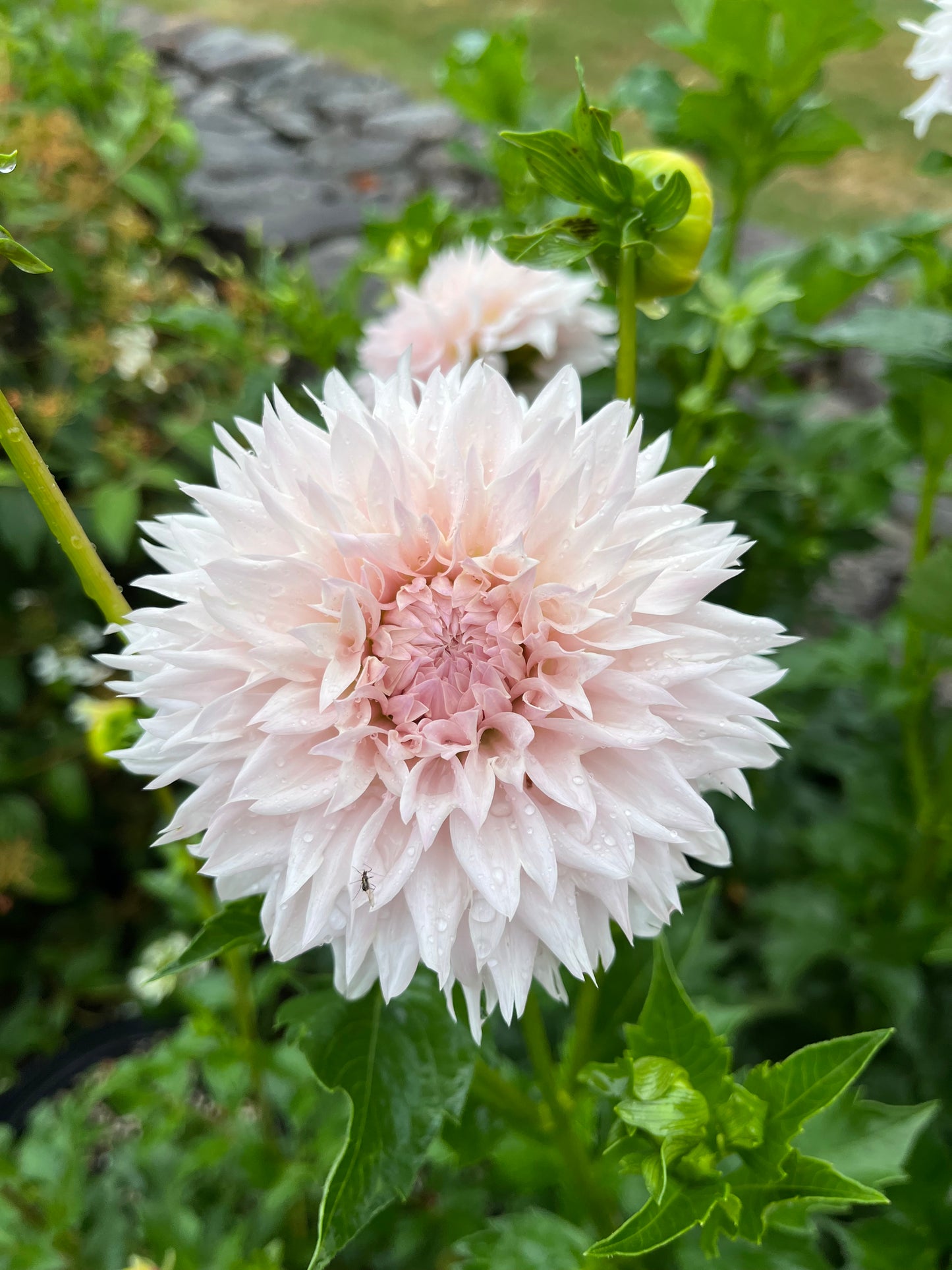 RC- Dahlia 'Lee's Starchild' (1 plant)