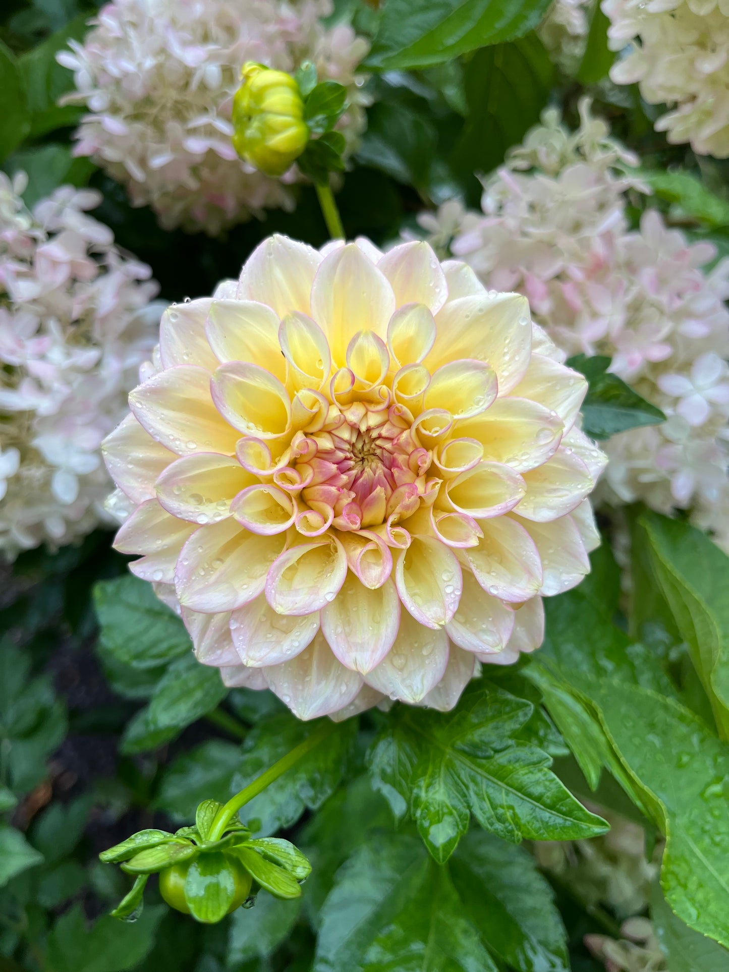 RC- Dahlia 'Sidehill Trishie' (1 plant)
