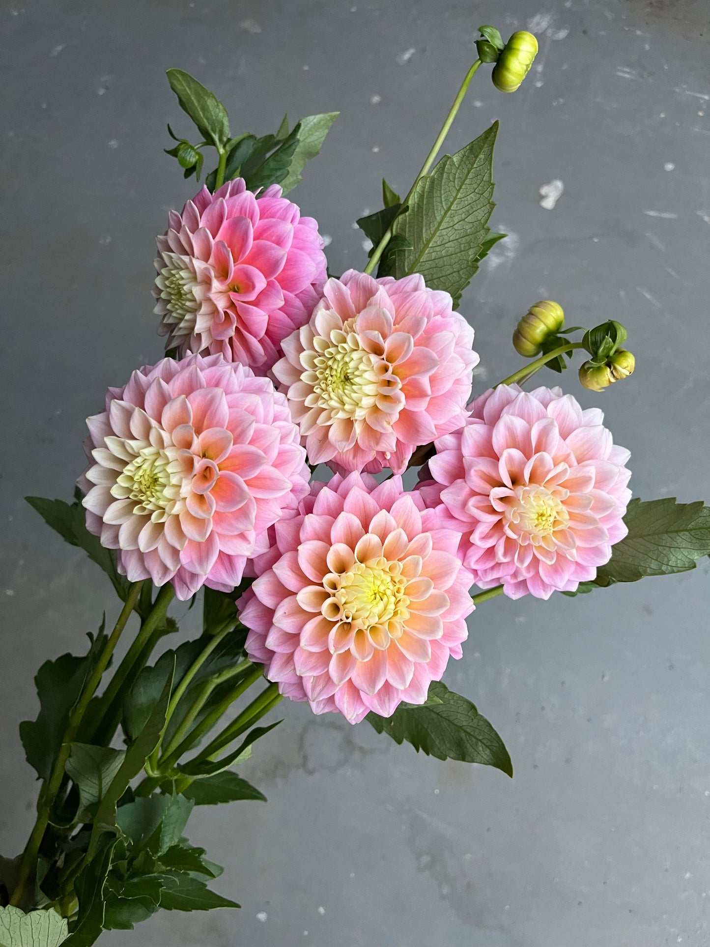 RC- Dahlia 'Sugartown Sunrise' (1 plant)