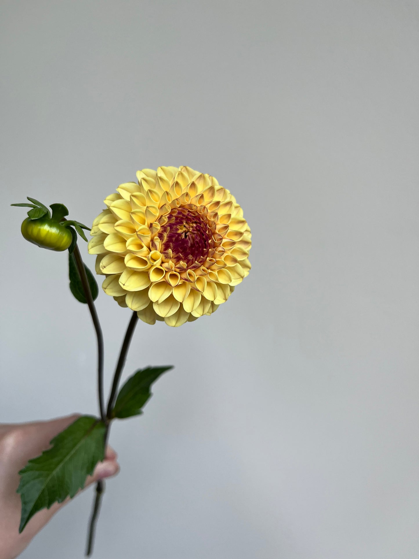 RC- Dahlia 'Ferncliff Spice' (1 plant)