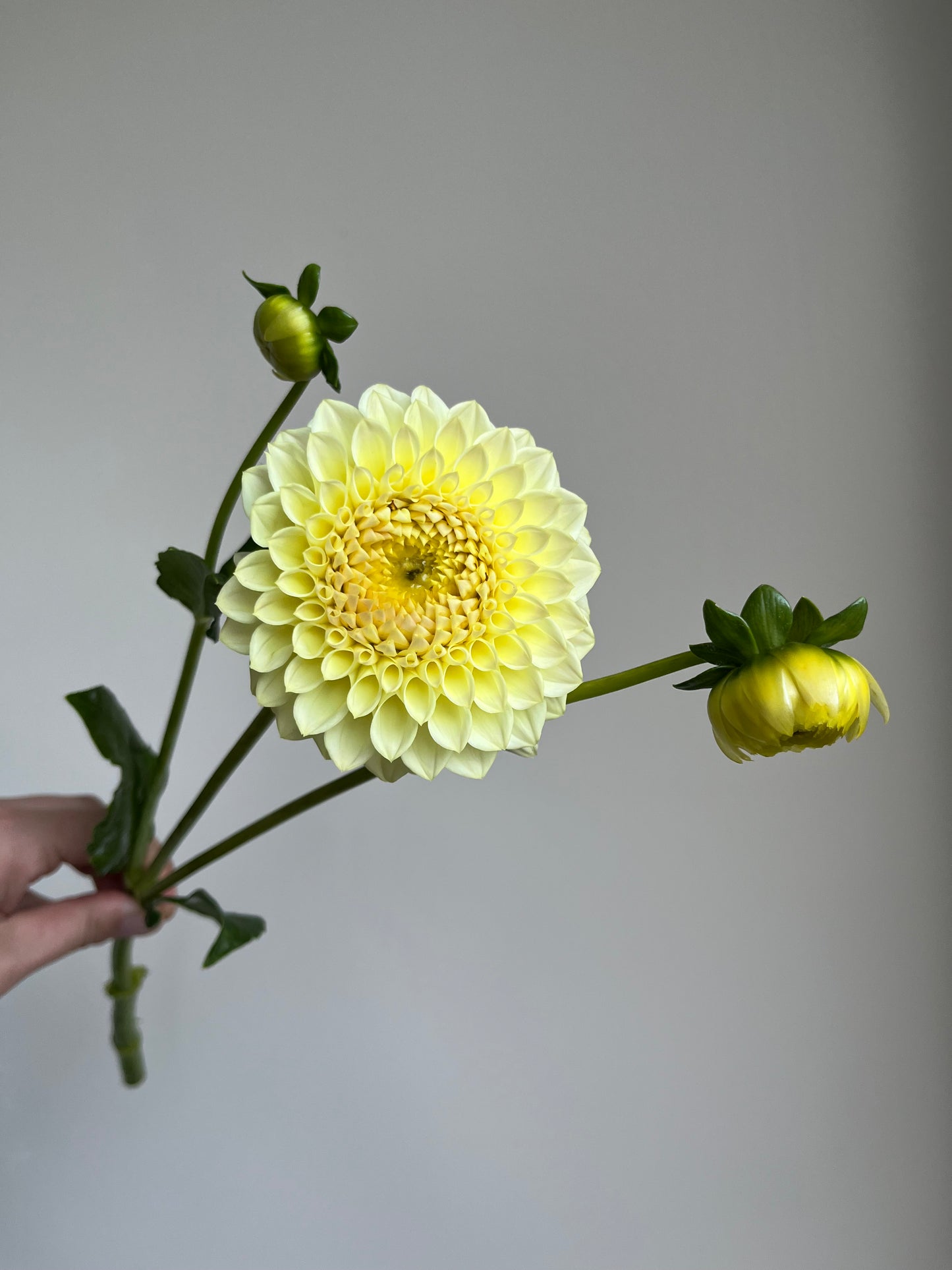 RC- Dahlia 'Winholme Diane' (1 plant)