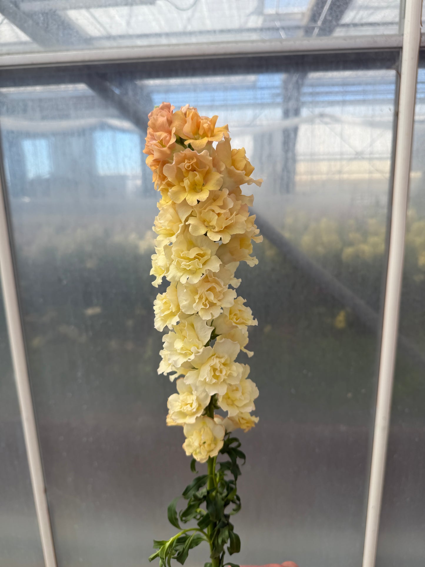 Snapdragon 'Snapstar Champagne'